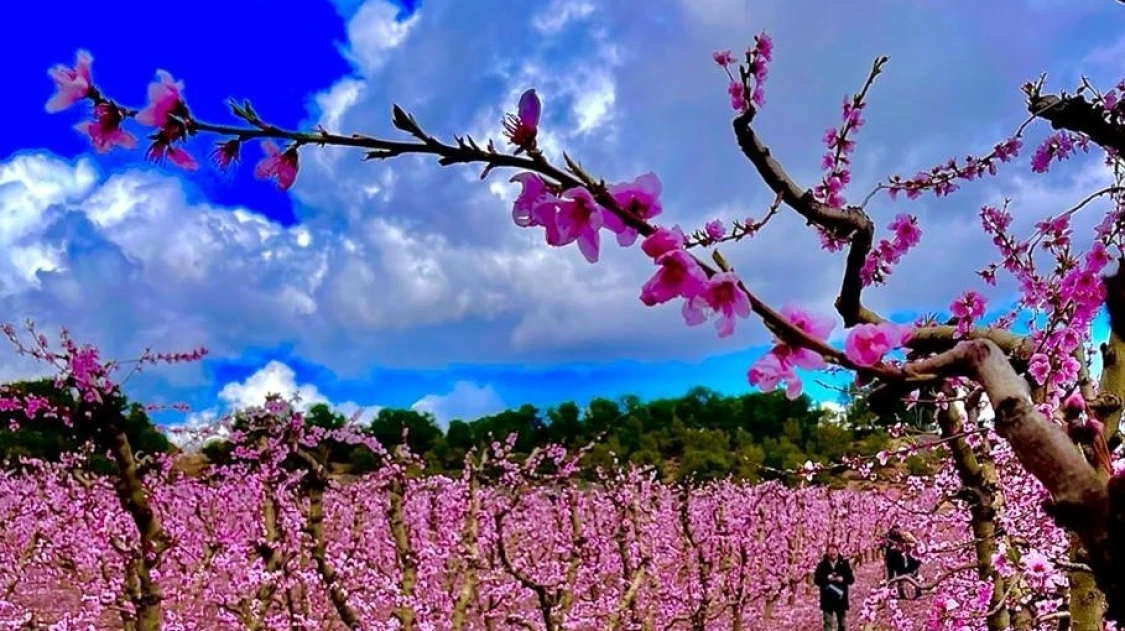 RUTES“ALCARRÀS FLORIT” 2025 12a edició (Copia)